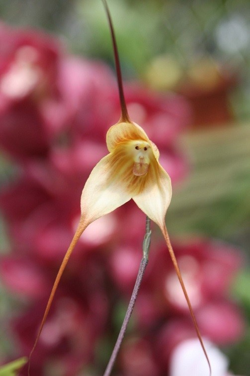 Monkey Orchid